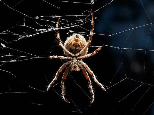Conquer a Fear