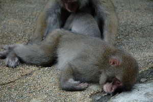 Hibernate