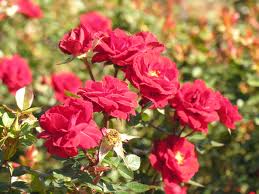 top 10 easy gifts rose bushes