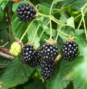 top 10 oregon foods blackberries