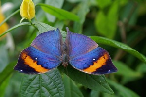 Orange and Blue