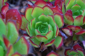 Red and Green