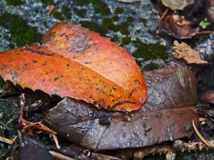 Orange and Brown