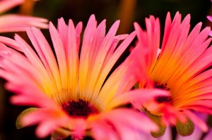 Pink and Yellow