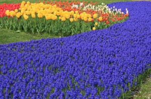 Muscari
