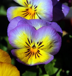 Purple and Yellow