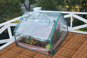 Make Use of Raised Beds