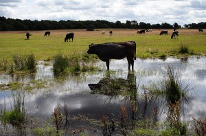 grass fed beef