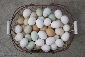 Pastured Eggs and Dairy
