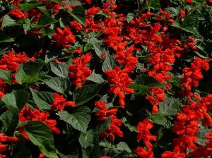 Blood Sage