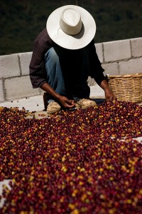  Organic Fair Trade Coffee or Tea