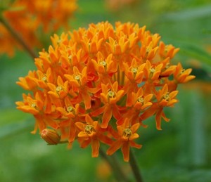 Butterfly Bush