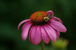Cone Flower