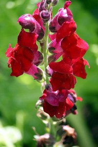 Snapdragons