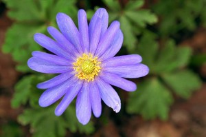 Grecian wildflowers