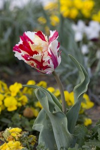 Tulip