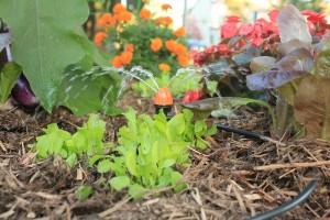 Watering