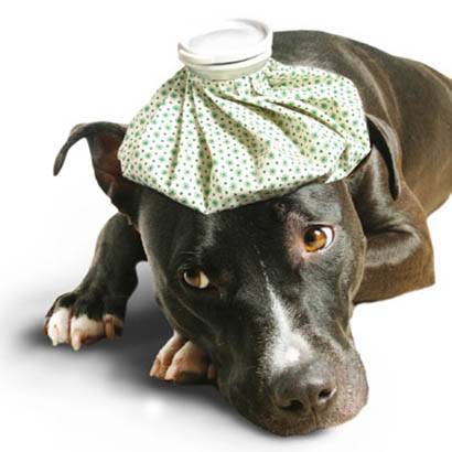 dog health