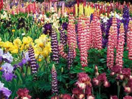 colorful garden