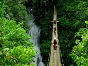 costa rica jungle