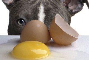Dairy and Eggs