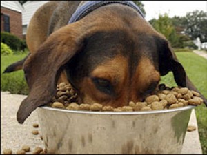 Dog Food