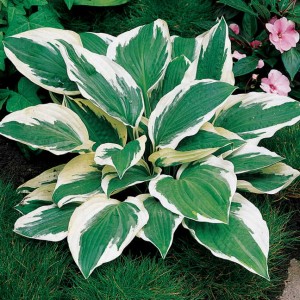 hosta