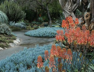 Succulents