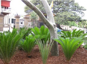 Wood Mulch