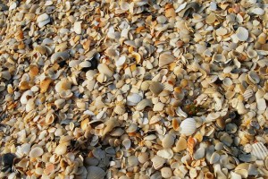 Crush Shells
