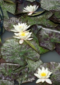 Water Garden