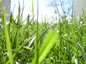 no grass gardens