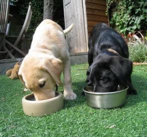 dog nutrition tips