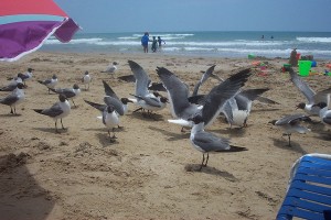 South Padre