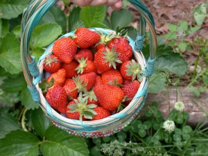 strawberries