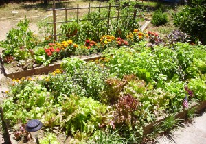 veggie garden