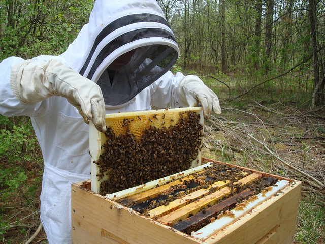 Beekeeping