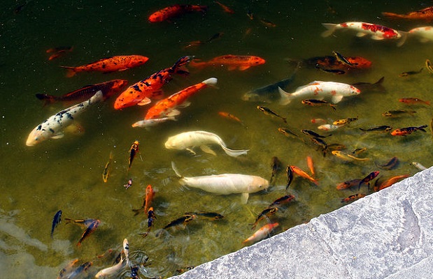 Koi Ponds