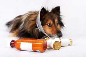 dog health