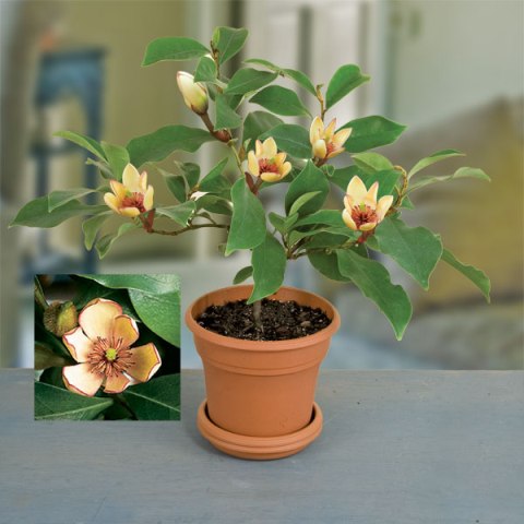 Banana Shrub