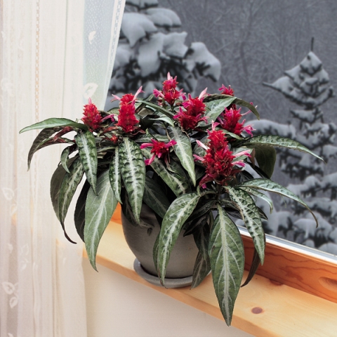 Rose Pine Cone