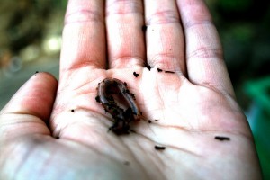 Playing with Worms 