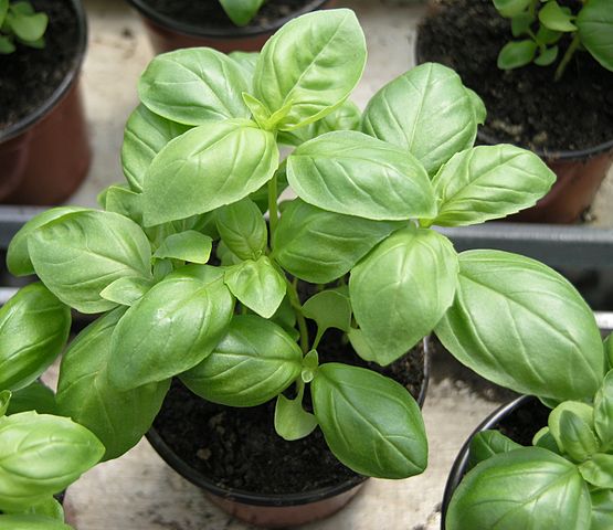 Basil