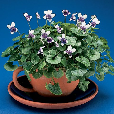 Violets 