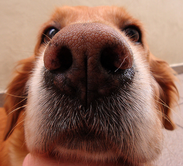 Strange Smells