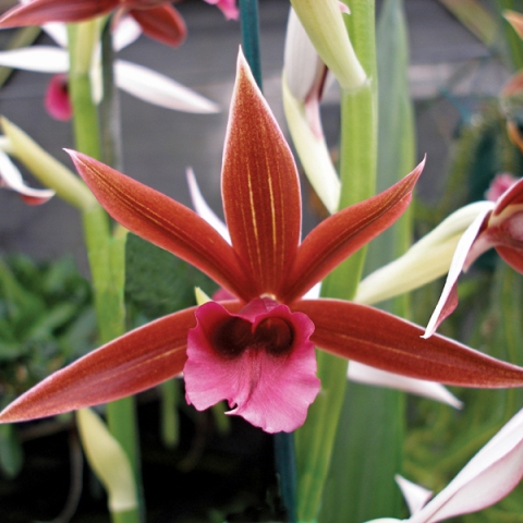 Orchids 