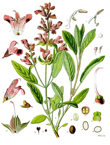 Sage