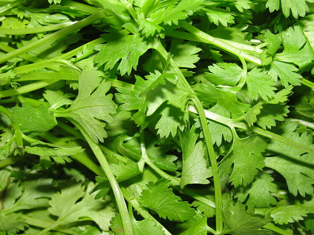 Cilantro