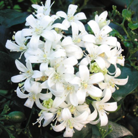  Jasmine 