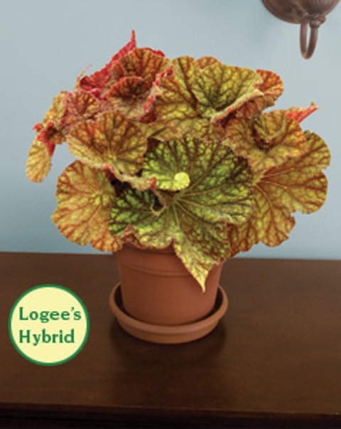 Begonias 
